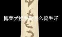 博美犬換毛期怎么梳毛好(博美犬換毛期什么樣子)