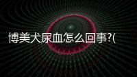 博美犬尿血怎么回事?(博美犬尿血吃什么藥)