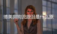 博美狗狗流眼淚是什么原因
