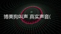 博美狗叫聲 真實聲音(博美狗發出狼一樣的叫聲是什么意思)