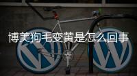 博美狗毛變黃是怎么回事(博美狗毛打結(jié)嚴(yán)重怎么處理)