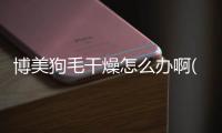 博美狗毛干燥怎么辦啊(博美毛發(fā)干燥怎么辦)