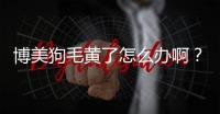 博美狗毛黃了怎么辦啊？博美狗毛變黃是怎么回事
