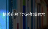博美狗除了水還能喝啥水啊(博美能喝溫水嗎)