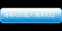 博美和田園犬(博美和田園犬雜交)