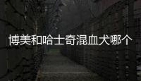 博美和哈士奇混血犬哪個好？博美與哈士奇混血