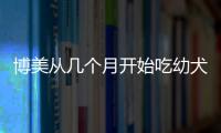 博美從幾個月開始吃幼犬糧比較好？博美從幾個月開始吃幼犬糧了