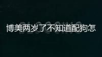 博美兩歲了不知道配狗怎么辦(博美不配會怎樣)