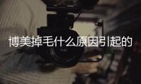 博美掉毛什么原因引起的(博美掉毛是什么原因造成的)