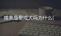 博美是警戒犬嗎為什么(博美當警犬)