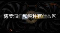博美混血和純種有什么區別(比熊和博美混血的狗)