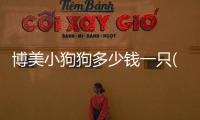 博美小狗狗多少錢一只(博美小狗狗吃什么)