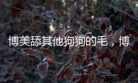 博美舔其他狗狗的毛，博美犬舔你是什么意思?