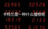 卡特蘭是一種什么植物呢 卡特蘭的作用有什么呢