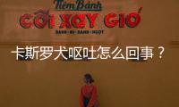 卡斯羅犬嘔吐怎么回事？卡斯羅吐血怎么回事