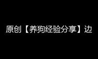 原創【養狗經驗分享】邊牧踩到碎玻璃腳墊出血還露出肉肉