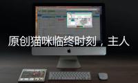 原創貓咪臨終時刻，主人親吻它額頭，淚水直流！