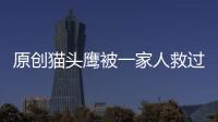 原創(chuàng)貓頭鷹被一家人救過后經(jīng)常帶著小禮物來報(bào)恩，這讓主人哭笑不得