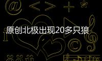 原創(chuàng)北極出現(xiàn)20多只狼圍攻馴鹿，一步跨5米遠(yuǎn)，捕到獵物卻不急著吃