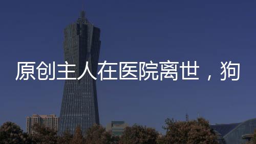 原創主人在醫院離世，狗狗在門外整夜守候，最后抬頭那一刻讓人很心疼