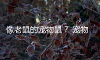 像老鼠的寵物鼠？ 寵物鼠推薦