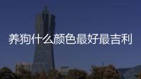 養狗什么顏色最好最吉利(養狗什么顏色的狗最好)