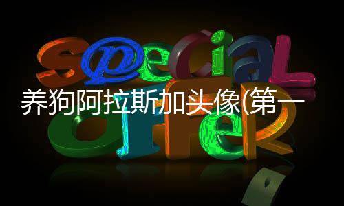 養(yǎng)狗阿拉斯加頭像(第一次養(yǎng)狗適合養(yǎng)阿拉斯加嗎)