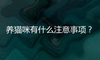 養貓咪有什么注意事項？在養貓咪的時候有什么小知識要注意？
