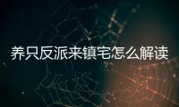 養(yǎng)只反派來鎮(zhèn)宅怎么解讀?