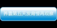 養(yǎng)囊第五天發(fā)育慢再觀察一天指定能成！第六天出結(jié)果概率大