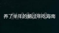 養(yǎng)了半年的鵝過年吃海南農(nóng)村用柴火大鍋做的白切鵝特別好吃