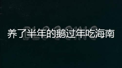 養(yǎng)了半年的鵝過年吃海南農(nóng)村用柴火大鍋?zhàn)龅陌浊轩Z特別好吃