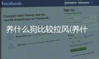 養(yǎng)什么狗比較拉風(養(yǎng)什么寵物最拉風)