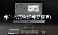 養(yǎng)什么寵物好養(yǎng)又便宜(養(yǎng)什么寵物最好)
