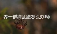 養一群狗亂跑怎么辦啊(養一群狗會咬主人嗎)