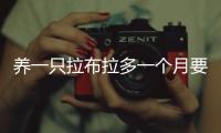 養(yǎng)一只拉布拉多一個月要多少錢(養(yǎng)一只拉布拉多的成本)