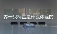 養(yǎng)一只柯基是什么體驗的？養(yǎng)一只柯基需要注意什么