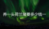 養一頭荷蘭豬要多少錢一只