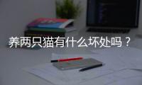 養兩只貓有什么壞處嗎？養兩只貓的壞處