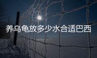養(yǎng)烏龜放多少水合適巴西龜  養(yǎng)烏龜放多少水合適,怕太陽(yáng)曬嗎