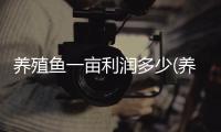 養(yǎng)殖魚一畝利潤多少(養(yǎng)殖魚需要用什么藥)