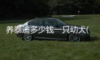 養泰迪多少錢一只幼犬(養泰迪狗多少錢一只)
