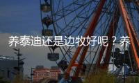 養(yǎng)泰迪還是邊牧好呢？養(yǎng)泰迪還是邊牧比較好