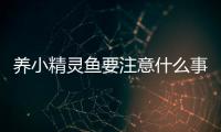 養小精靈魚要注意什么事項(養小精靈魚要注意什么問題)