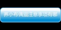 養小布偶貓注意事項有哪些？養布偶幼貓需要注意什么