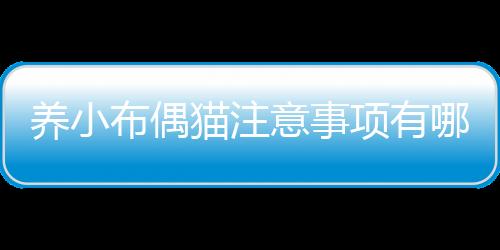 養小布偶貓注意事項有哪些？養布偶幼貓需要注意什么