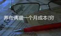 養布偶貓一個月成本(窮養布偶貓一個月200夠嗎)