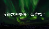 養(yǎng)銀龍需要喂什么食物？養(yǎng)銀龍需要喂什么東西