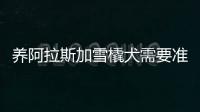 養(yǎng)阿拉斯加雪橇犬需要準(zhǔn)備多少錢(qián)(養(yǎng)阿拉斯加雪橇犬需要注意什么)