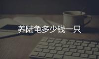 養(yǎng)陸龜多少錢一只